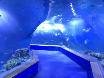 Jelas amma akrilik Terowong plastik besar akuarium